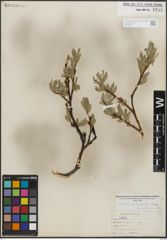 Foto von Salix lemmonii Bebb